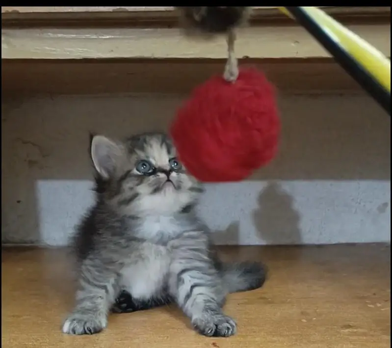 persian female/male kitten/cat triple coat/punch/semipunch — photo 12
