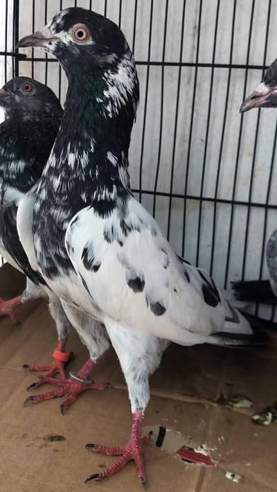 Ch sab wala male for sale