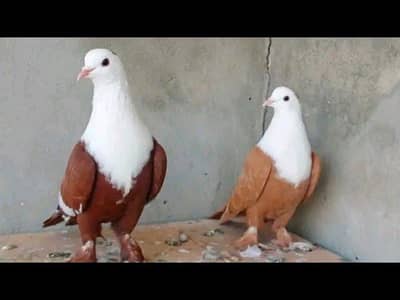 breeder kabootar