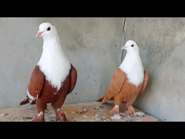 breeder kabootar 0