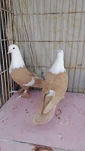 breeder kabootar 4