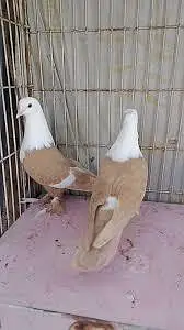 breeder kabootar — photo 5
