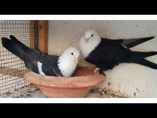 breeder kabootar 5