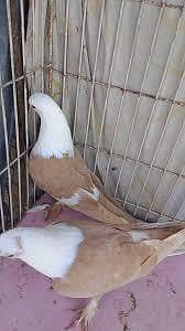 breeder kabootar 6