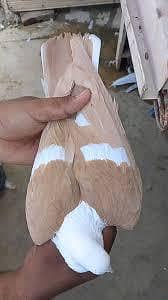 breeder kabootar 7