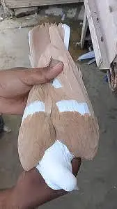 breeder kabootar — photo 8