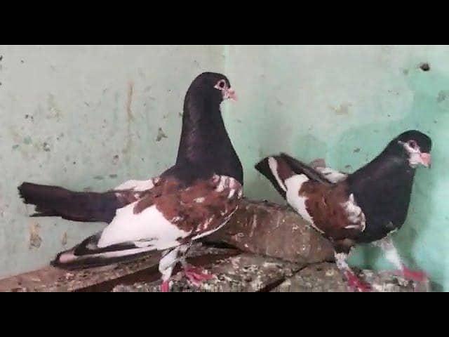 breeder kabootar 8