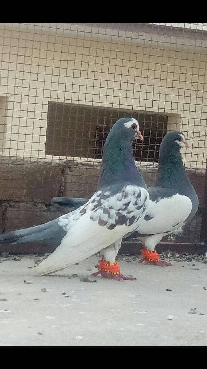 breeder kabootar 10