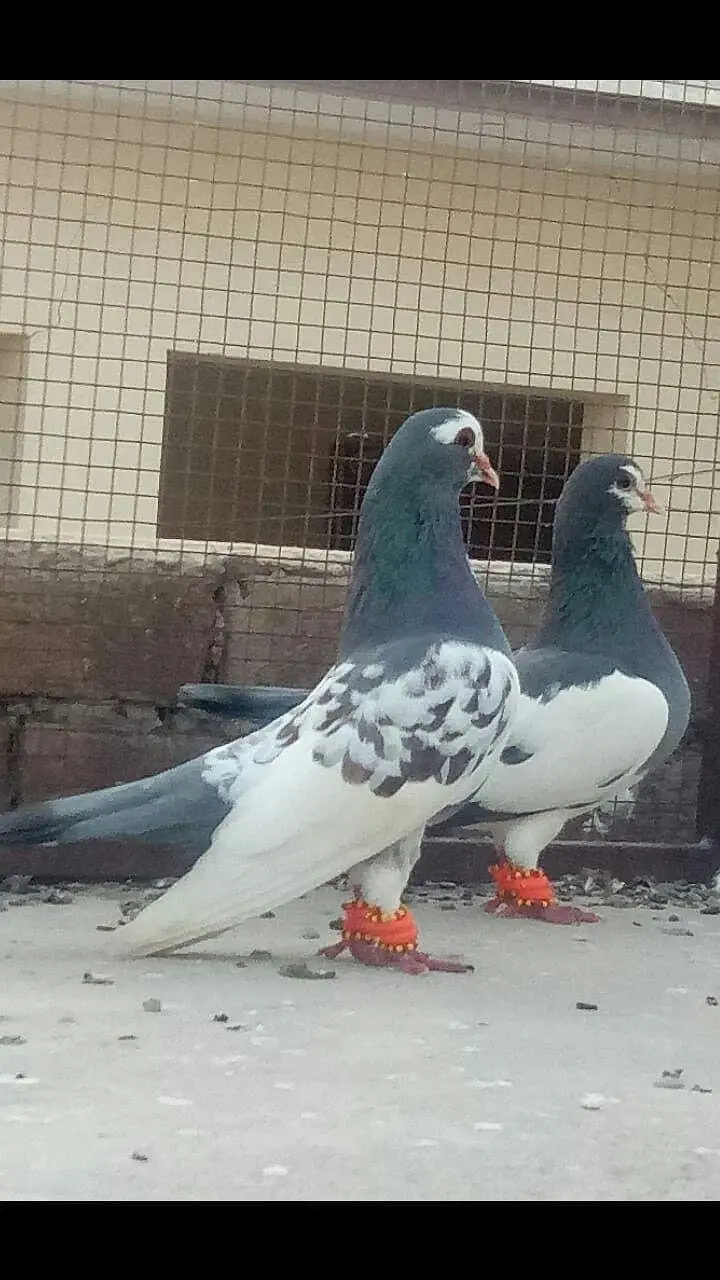 breeder kabootar — photo 11
