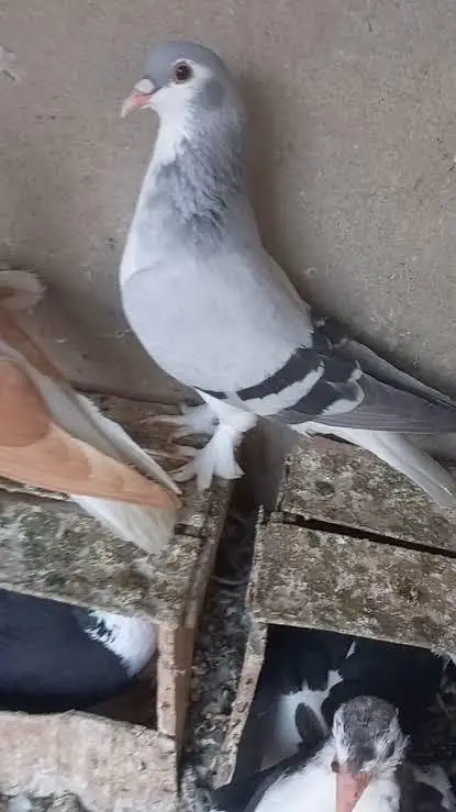 breeder kabootar — photo 12