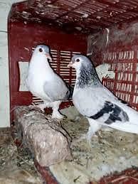 breeder kabootar 12