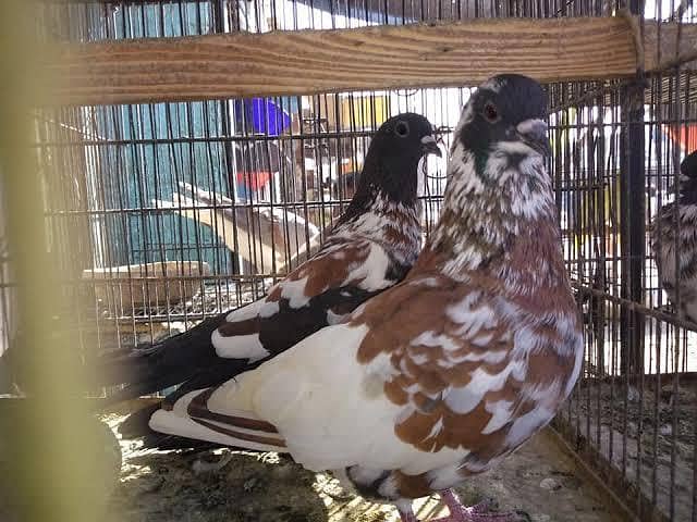 breeder kabootar 13