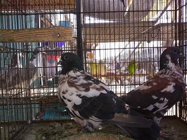 breeder kabootar 14