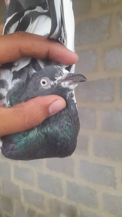 IAM Selling My Daddy Pigeon anyone interested Contact Me jaazkAllah