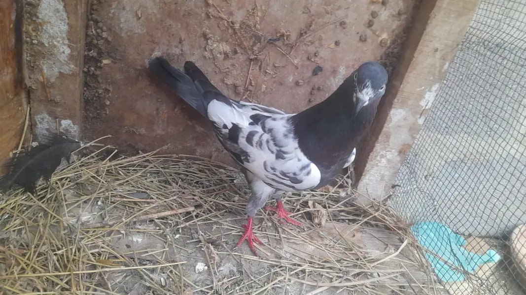 IAM Selling My Daddy Pigeon anyone interested Contact Me jaazkAllah — photo 2