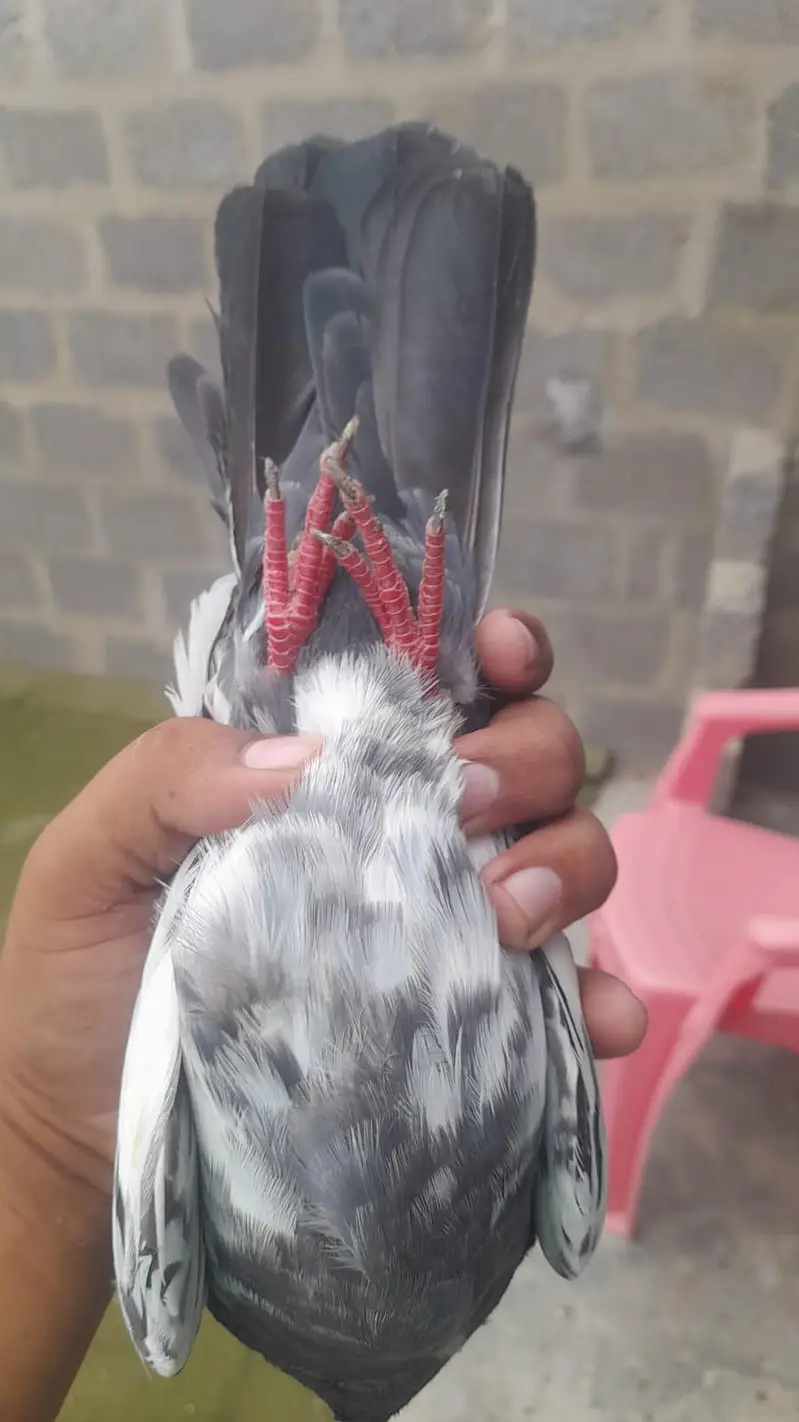 IAM Selling My Daddy Pigeon anyone interested Contact Me jaazkAllah — photo 3