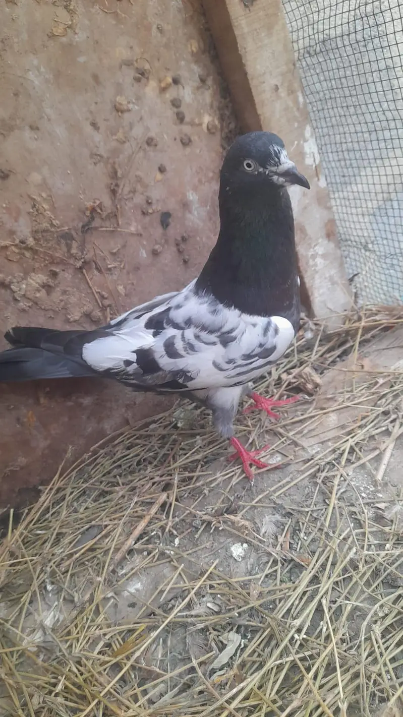 IAM Selling My Daddy Pigeon anyone interested Contact Me jaazkAllah — photo 4