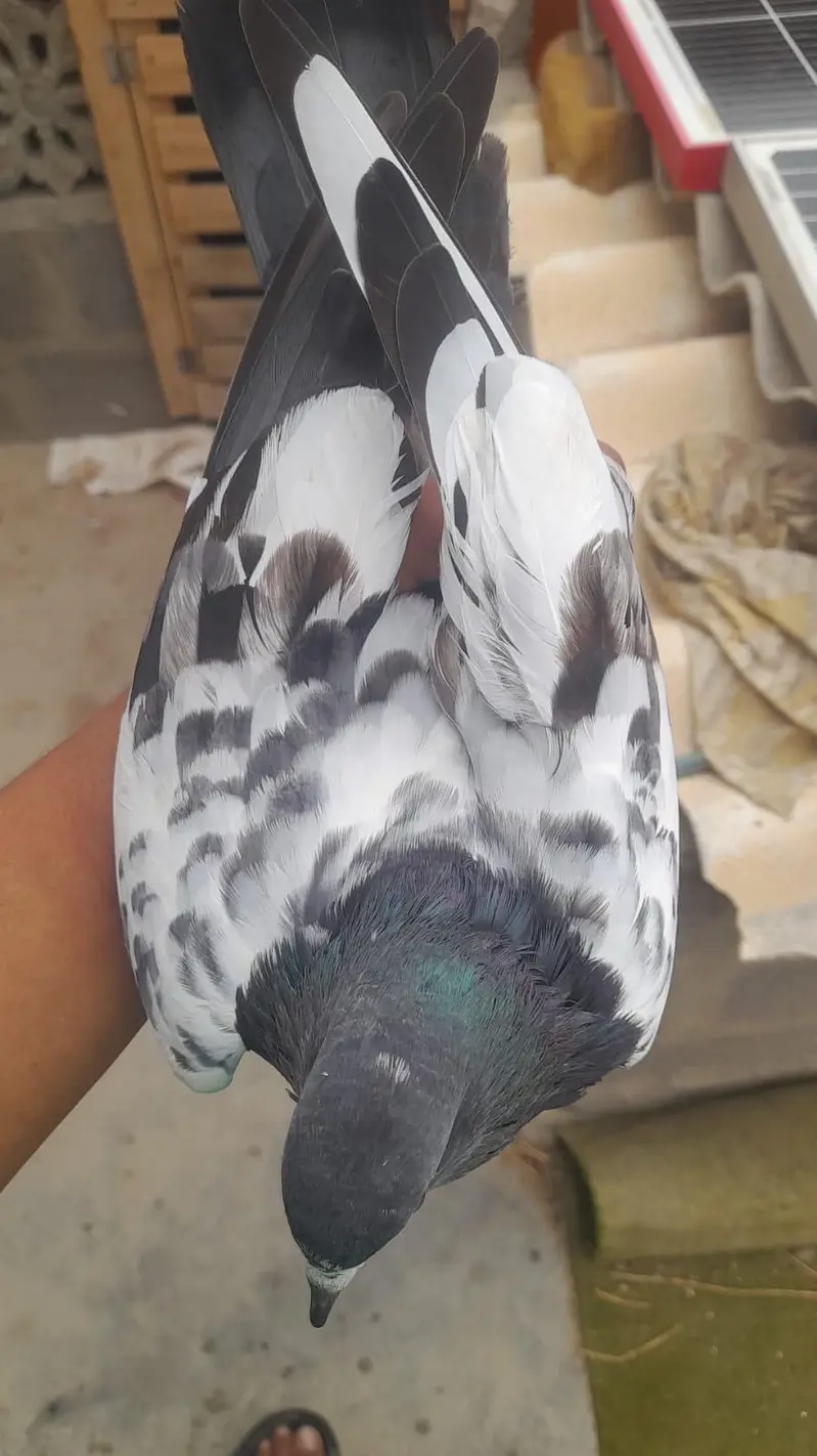 IAM Selling My Daddy Pigeon anyone interested Contact Me jaazkAllah — photo 5