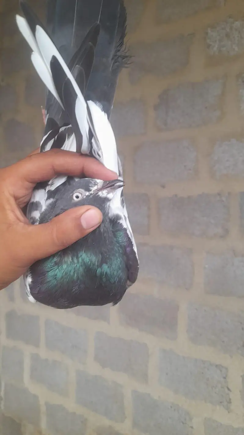 IAM Selling My Daddy Pigeon anyone interested Contact Me jaazkAllah — photo 6