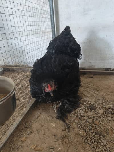 black Benham female. black heavy buff female  aseel male