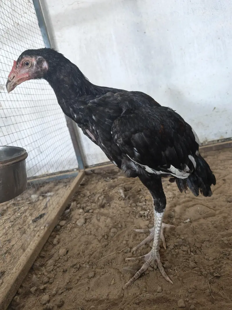 black Benham female. black heavy buff female  aseel male — photo 3