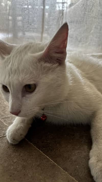 Persian Cat, 2 years Spayed female. Toilet trained