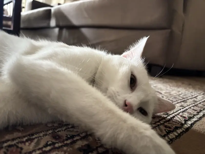 Persian Cat, 2 years Spayed female. Toilet trained — photo 3