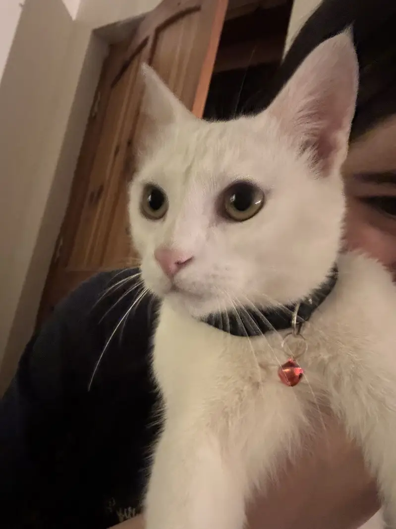 Persian Cat, 2 years Spayed female. Toilet trained — photo 4