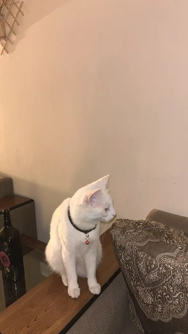 Persian Cat, 2 years Spayed female. Toilet trained — photo 6