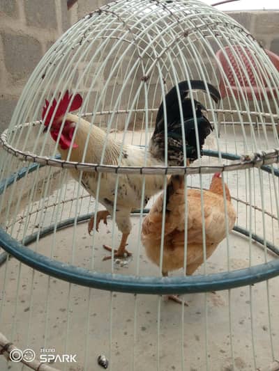 misri breed hai bohat hi acha or reasonable price hai murghi andai dai