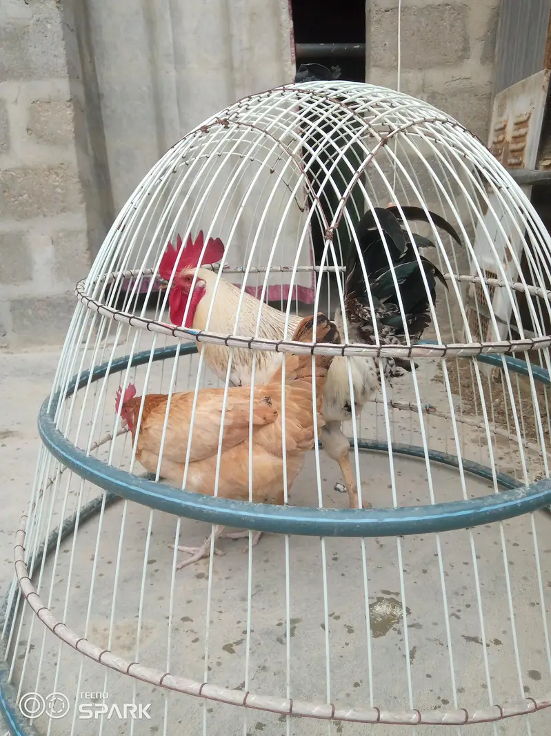 misri breed hai bohat hi acha or reasonable price hai murghi andai dai — photo 2