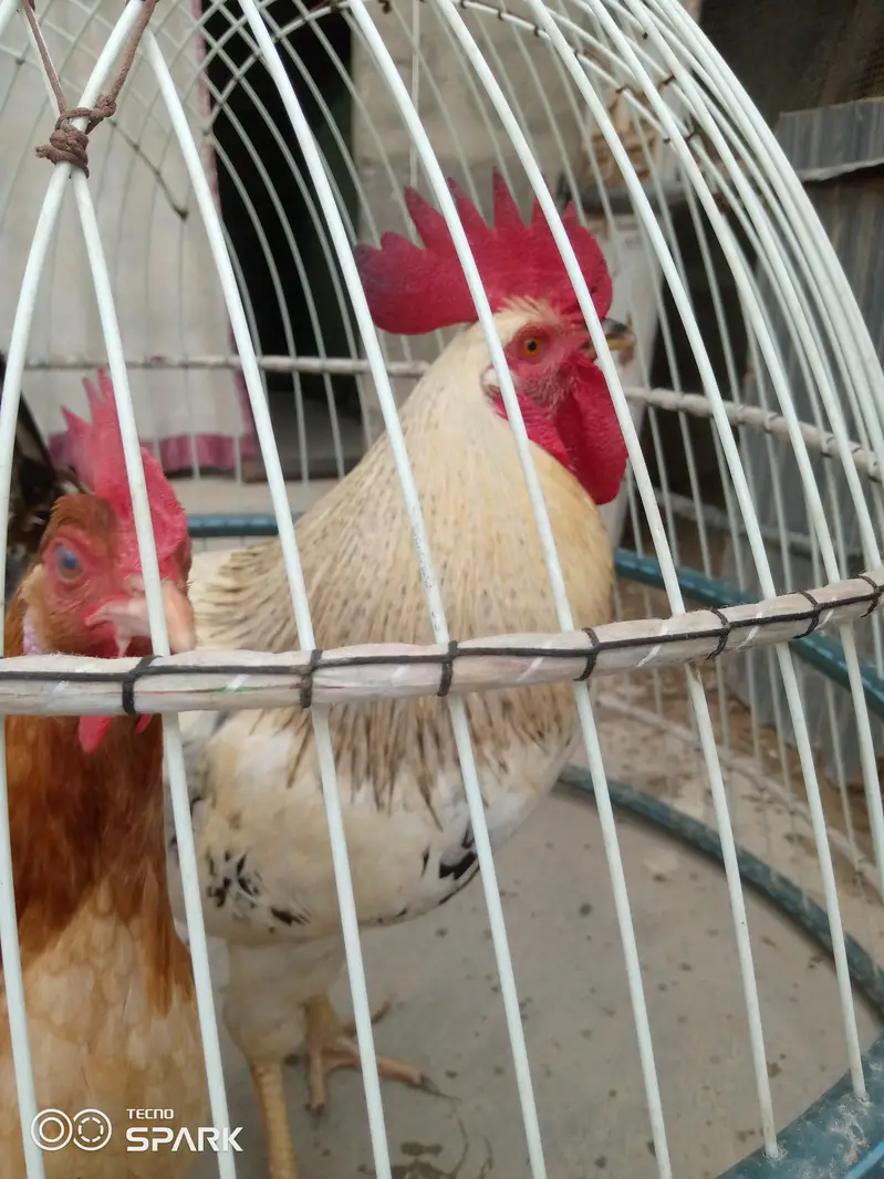 misri breed hai bohat hi acha or reasonable price hai murghi andai dai — photo 3