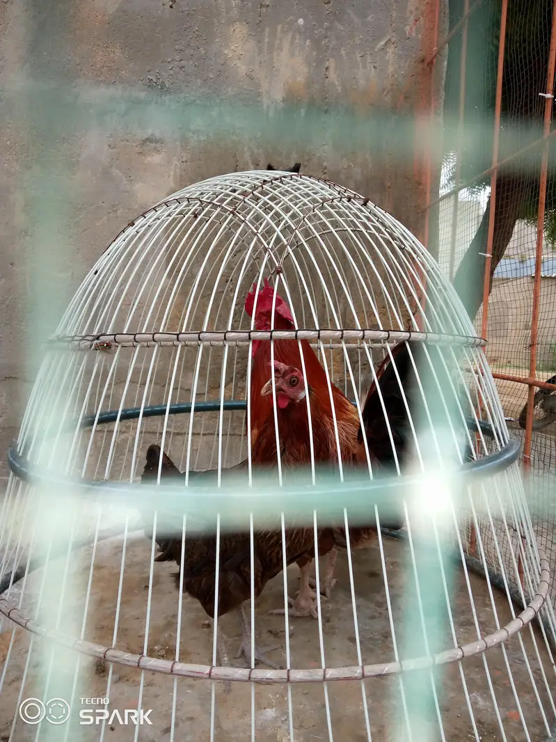 misri breed hai bohat hi acha or reasonable price hai murghi andai dai — photo 6