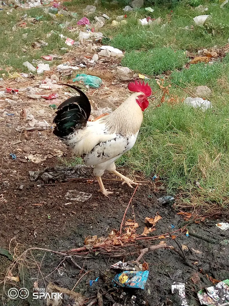 misri breed hai bohat hi acha or reasonable price hai murghi andai dai — photo 7