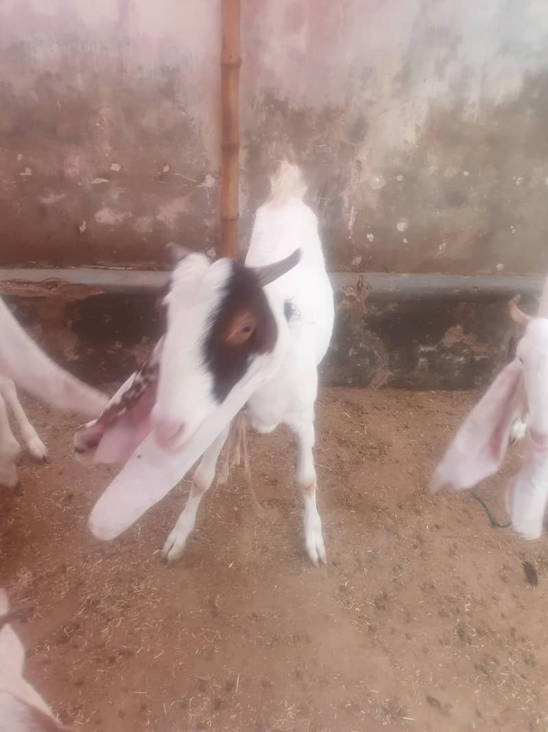 cheep 6