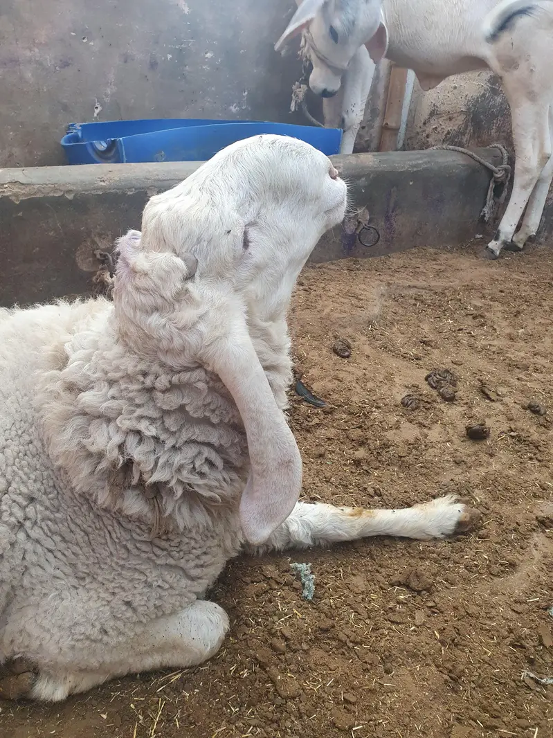 cheep — photo 10