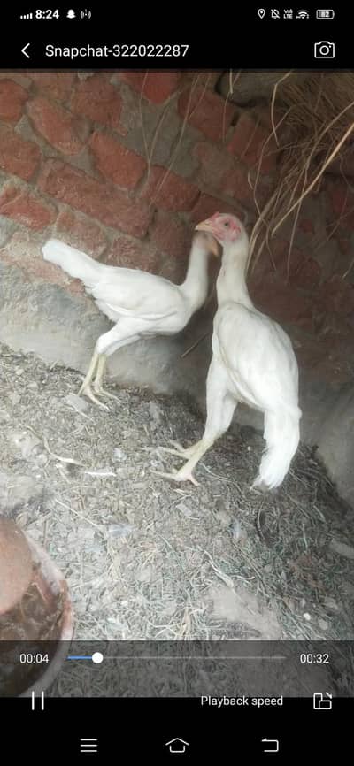 aseel heera