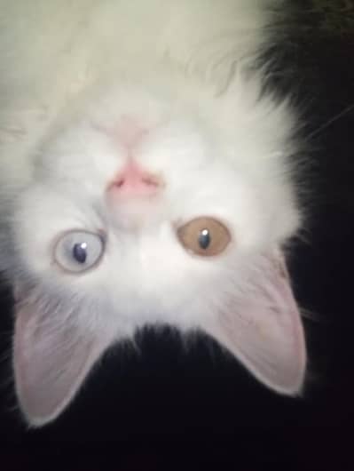 female Persian cat