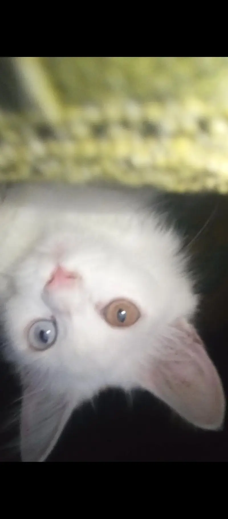 female Persian cat — photo 2