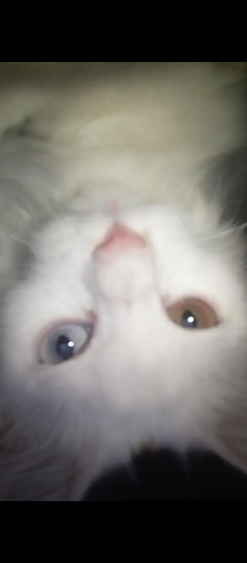 female Persian cat — photo 3