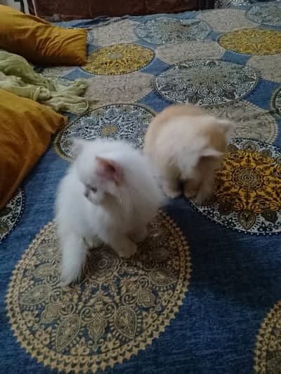 Punch face kiten