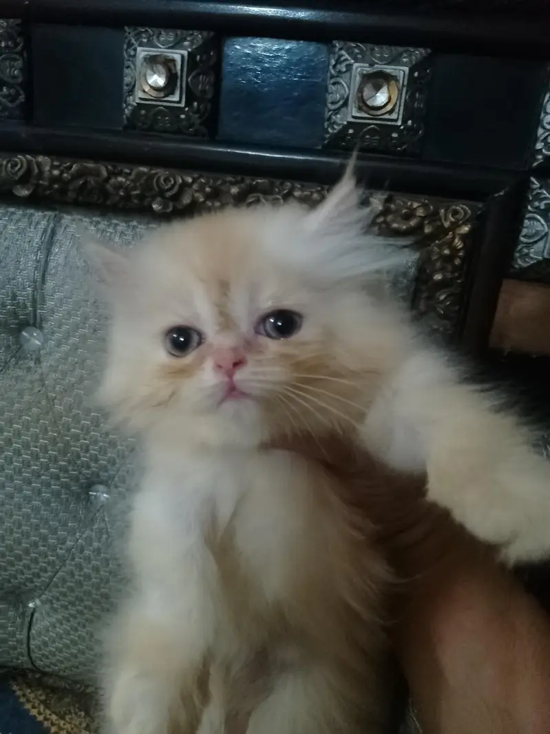 Punch face kiten — photo 2