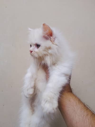 Punch face kiten
