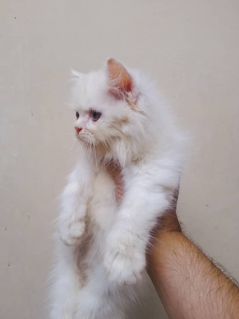 Punch face kiten 0