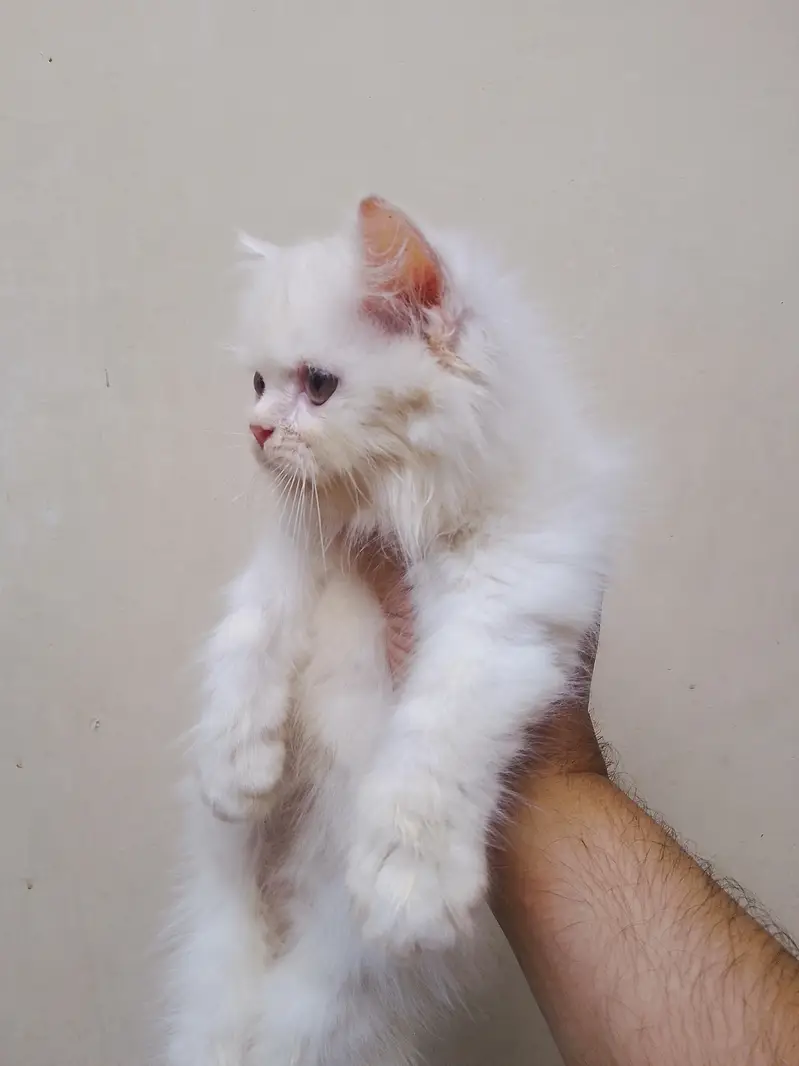 Punch face kiten — photo 3