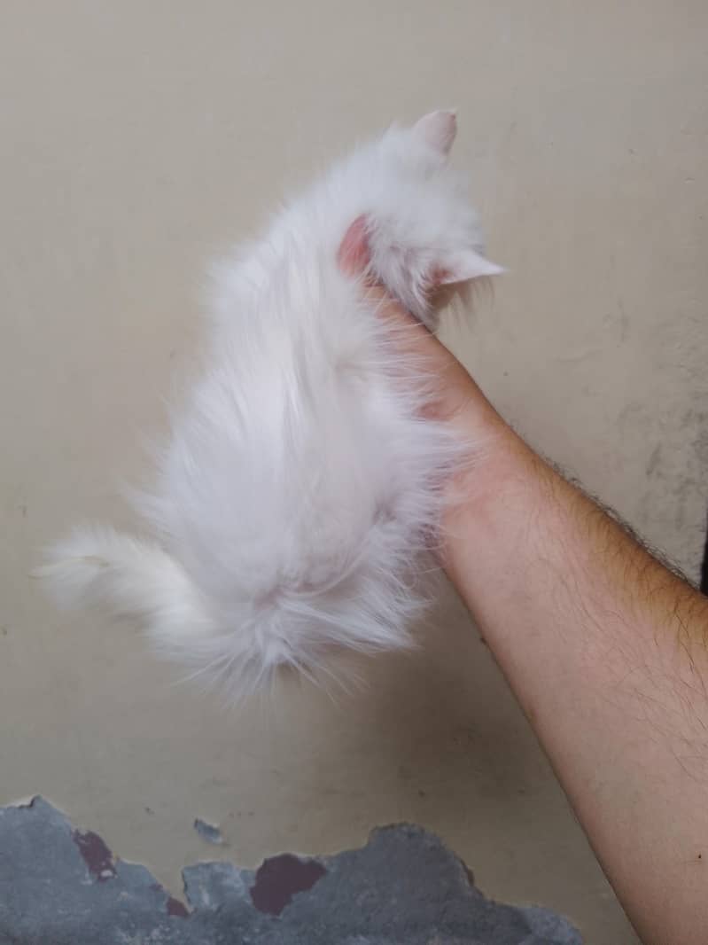 Punch face kiten 1