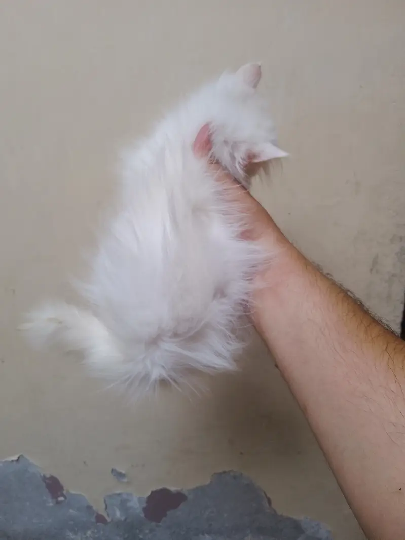 Punch face kiten — photo 4
