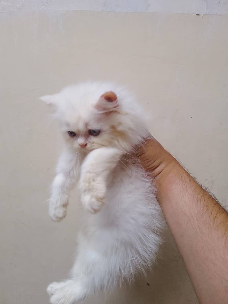 Punch face kiten 2