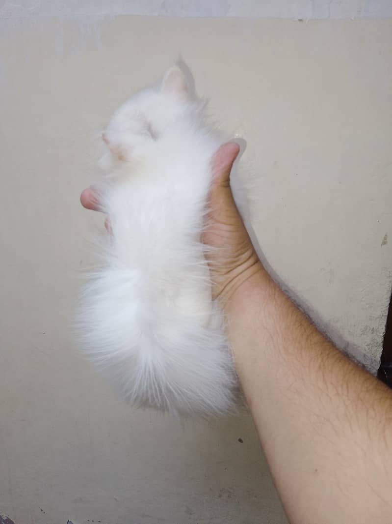 Punch face kiten 3