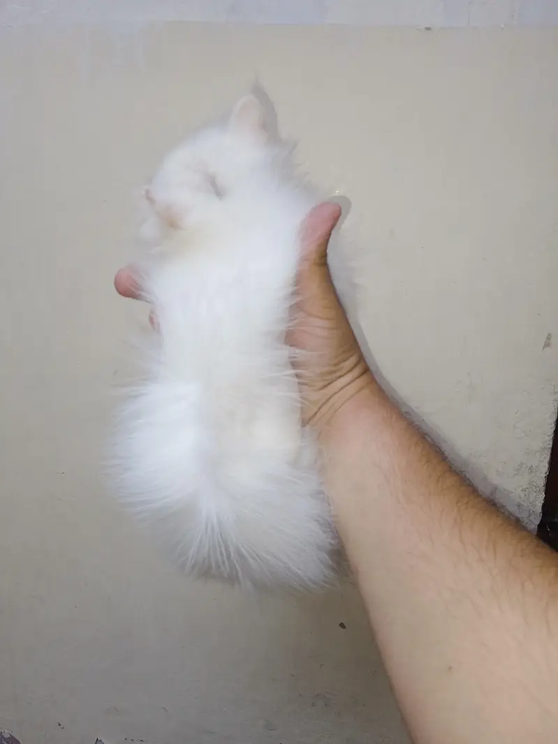 Punch face kiten — photo 6